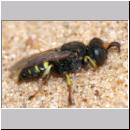 Oxybelus bipunctatus - Fliegenspiesswespe m05 5mm - Sandgrube Niedringhaussee.jpg